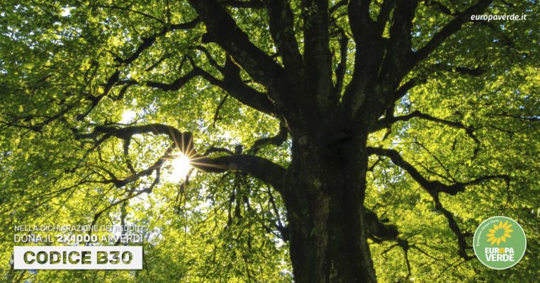 alberi