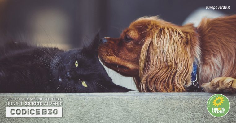 Animali d'affezione