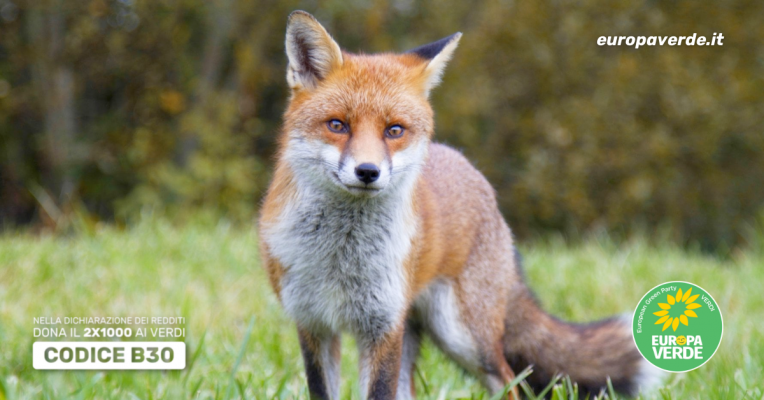 fauna