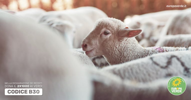 animali
