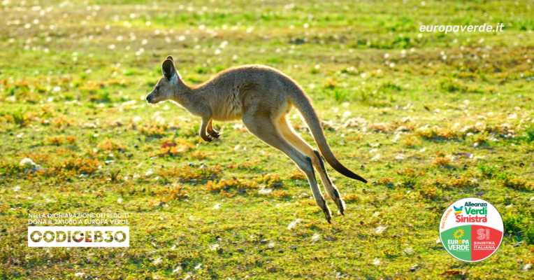 canguro