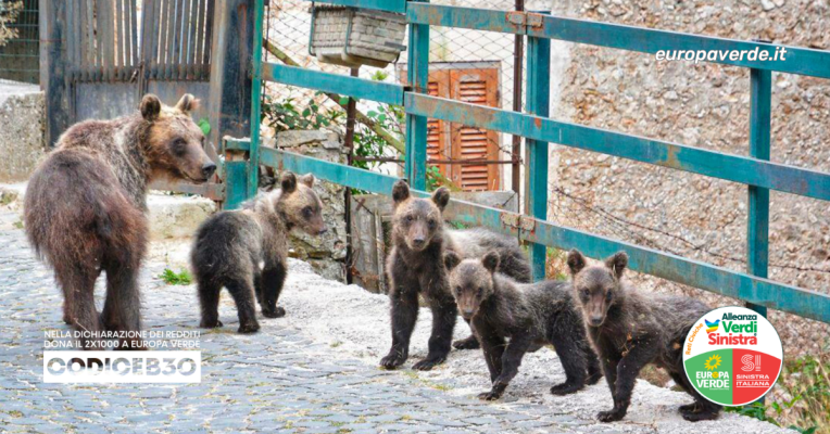 orso